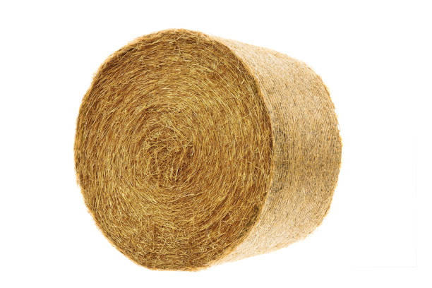 round hay bale isolated on a white background